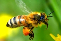 Abejas