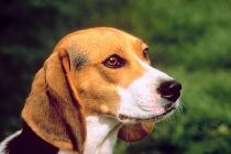 Beagles