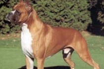 Boxers