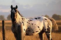 Caballos