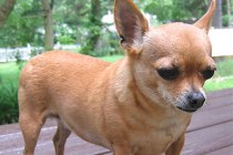 Chihuahuas