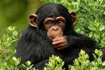Chimpancés