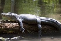 Cocodrilos