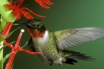 Colibries