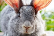 Conejos