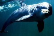 Delfines