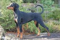 Dobermans