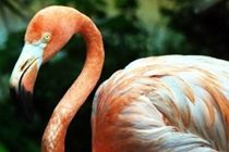 Flamencos