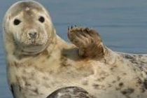 Focas