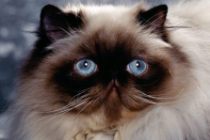 Gatos siameses