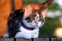 Gatos