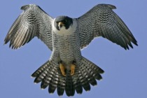 Halcones