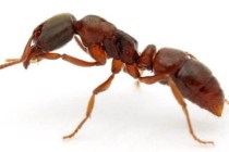 Hormigas