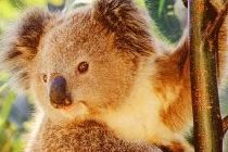 Koalas