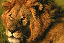 Leones