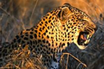 Leopardos