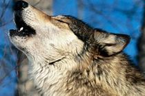 Lobos