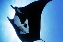 Mantarrayas