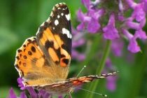 Mariposas