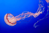 Medusas