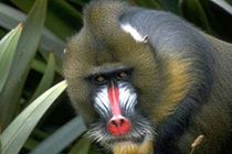 Monos