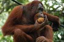 Orangutanes