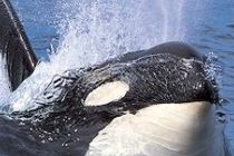 Orcas