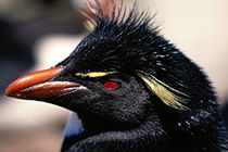Pingüinos