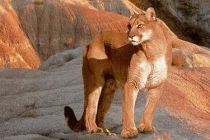 Pumas