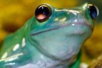 Ranas y Sapos