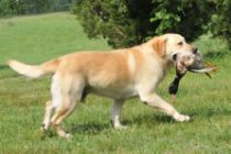 Retrievers