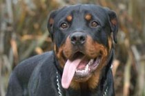 Rottweilers