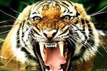 Tigres