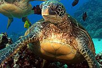 Tortugas Marinas